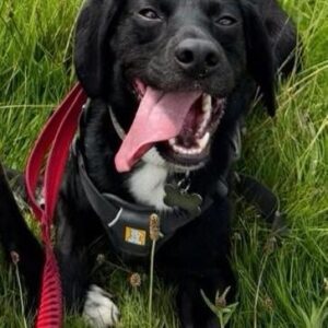 Toby, a 3 years old male Cavalier King Charles Spaniel x Labrador available for adoption from Guardian Angels Dog Rescue in Kent