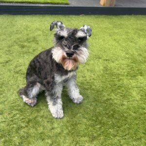 Stanford, a 1 year old male Miniature Schnauzer available for adoption from Guardian Angels Dog Rescue in Herne Bay, Kent