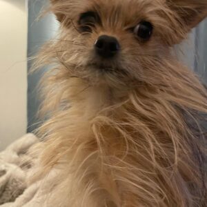 Fleur, a 2 years old female Chihuahua available for adoption from Guardian Angels Dog Rescue in Kent