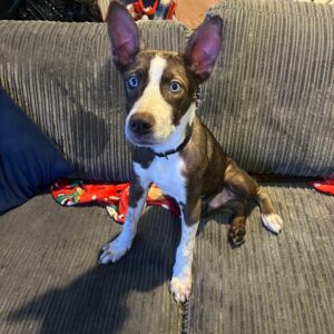 Blue, a 18 years old male Siberian Husky available for adoption from Guardian Angels Dog Rescue in Herne Bay, Kent