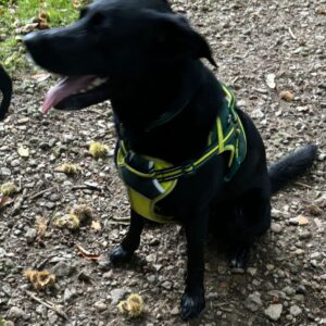 Skye, a 6 years old female Crossbreed available for adoption from Guardian Angels Dog Rescue in Herne Bay, Kent